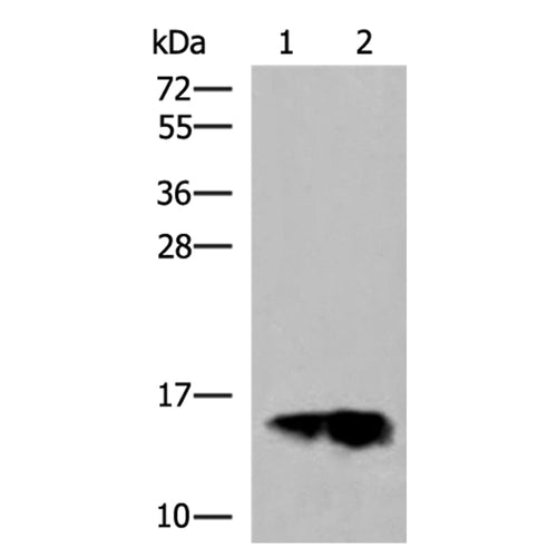 GOLGA7 rabbit polyclonal antibody