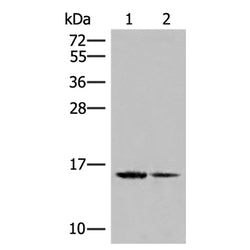 H2BC15 rabbit polyclonal antibody