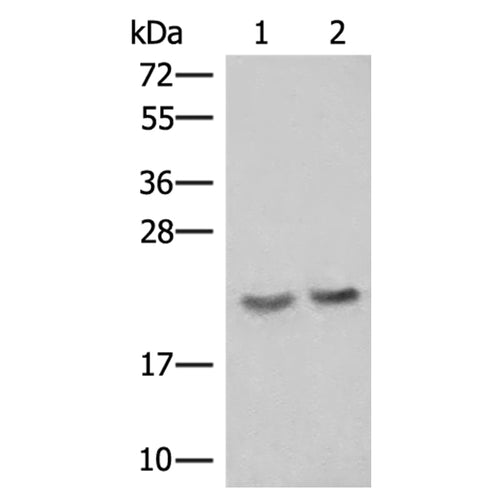 IFT22 rabbit polyclonal antibody
