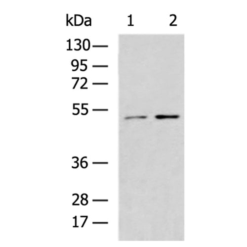 HS1BP3 rabbit polyclonal antibody