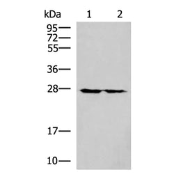 MRPL16 rabbit polyclonal antibody