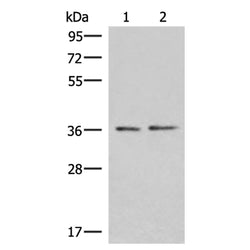 POLR3F rabbit polyclonal antibody