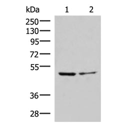 ECSIT rabbit polyclonal antibody