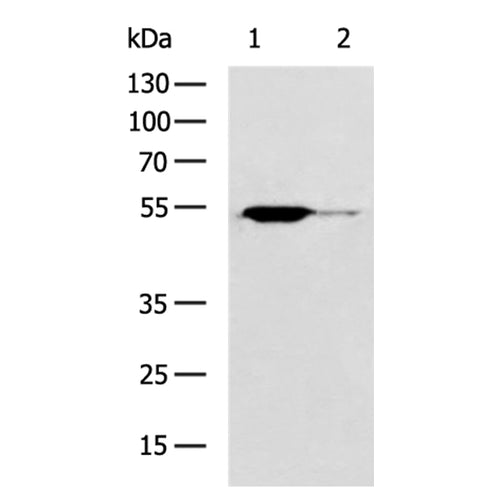 PTEN rabbit polyclonal antibody