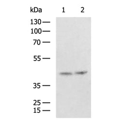 EVX1 rabbit polyclonal antibody