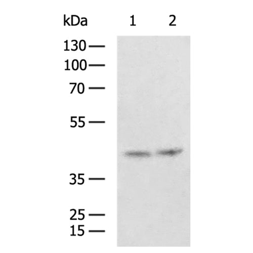 EVX1 rabbit polyclonal antibody