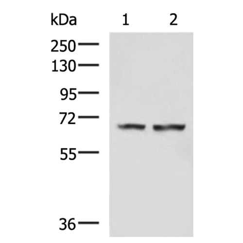 FNBP1L rabbit polyclonal antibody