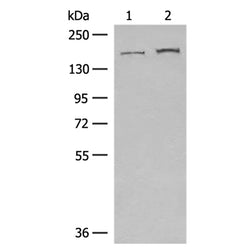 GOLGA3 rabbit polyclonal antibody