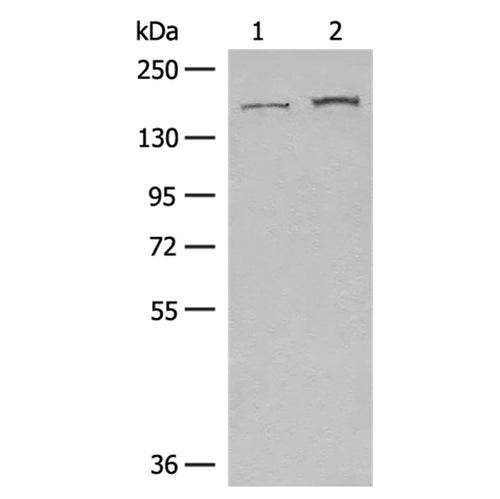 GOLGA3 rabbit polyclonal antibody