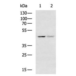 GPR132 rabbit polyclonal antibody