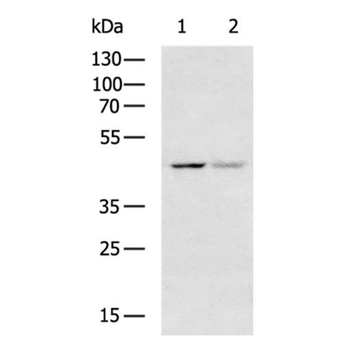 GPR132 rabbit polyclonal antibody