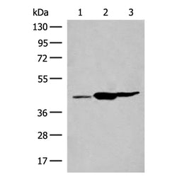 GPR22 rabbit polyclonal antibody