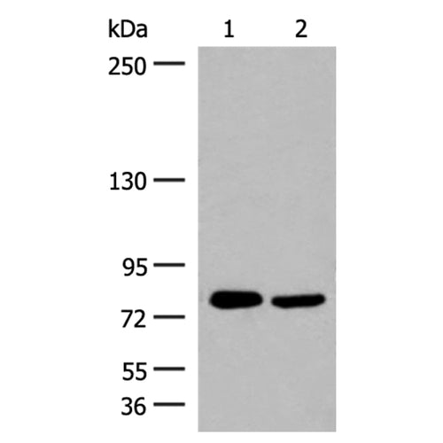 GPRC6A rabbit polyclonal antibody