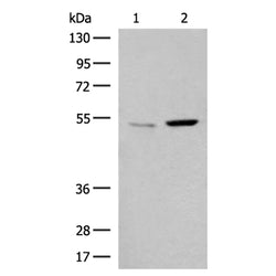 GPR89A/GPR89B rabbit polyclonal antibody