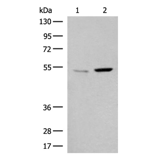 GPR89A/GPR89B rabbit polyclonal antibody