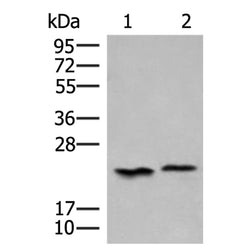 HEBP1 rabbit polyclonal antibody