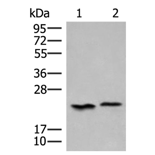 HEBP1 rabbit polyclonal antibody