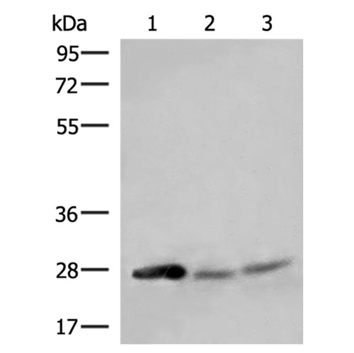 HELT rabbit polyclonal antibody