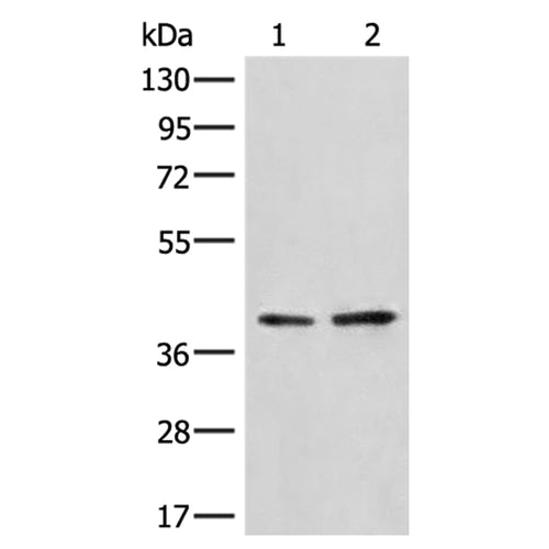 HNRNPA3 rabbit polyclonal antibody