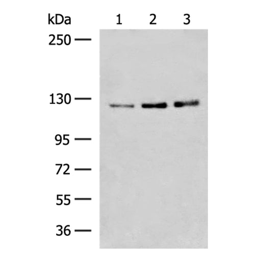 HNRNPUL1 rabbit polyclonal antibody