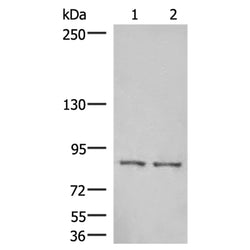 HOOK3 rabbit polyclonal antibody