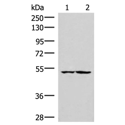 IRX3 rabbit polyclonal antibody