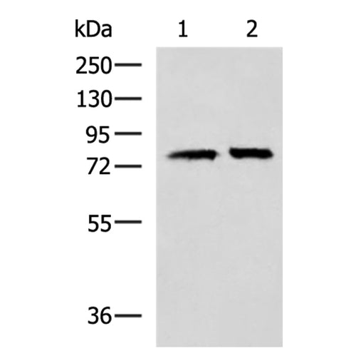 PADI4 rabbit polyclonal antibody