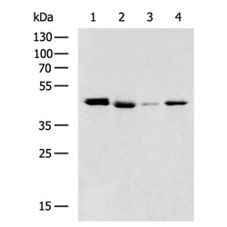 HMGCLL1 rabbit polyclonal antibody