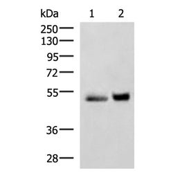 SIGLEC6 rabbit polyclonal antibody