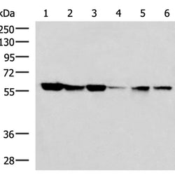 FKBP4 rabbit polyclonal antibody