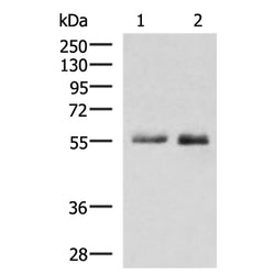 PEPD rabbit polyclonal antibody
