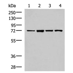 ZAP70 rabbit polyclonal antibody
