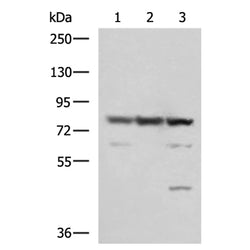 SORBS2 rabbit polyclonal antibody