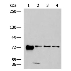 PPEF1 rabbit polyclonal antibody