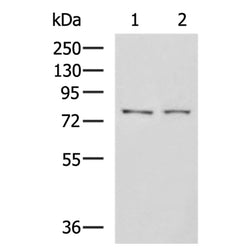 GPCPD1 rabbit polyclonal antibody