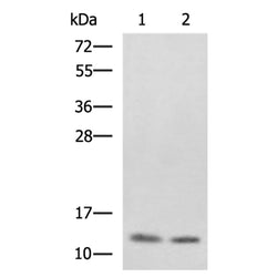 PHF5A rabbit polyclonal antibody