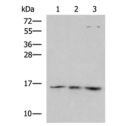 H2AJ rabbit polyclonal antibody