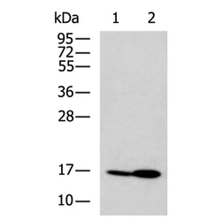 PDE6D rabbit polyclonal antibody