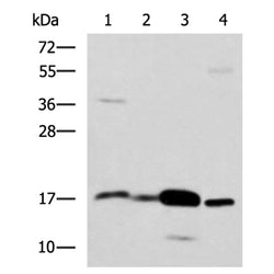 ZG16 rabbit polyclonal antibody