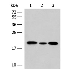 MRPS28 rabbit polyclonal antibody
