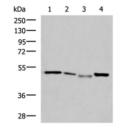 NFS1 rabbit polyclonal antibody