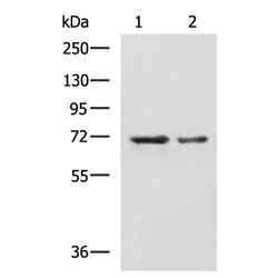 MYEF2 rabbit polyclonal antibody