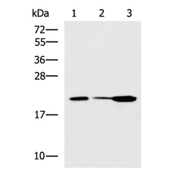 PPIC rabbit polyclonal antibody