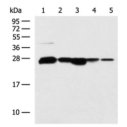 CCDC134 rabbit polyclonal antibody