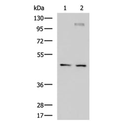 DNAJA4 rabbit polyclonal antibody