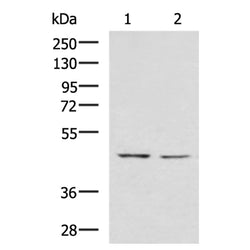 LFNG rabbit polyclonal antibody