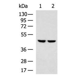 PTPA rabbit polyclonal antibody