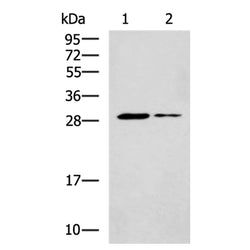 POMC (Beta endorphin) rabbit polyclonal antibody