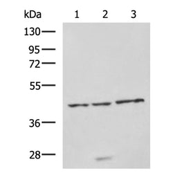 NDRG4 rabbit polyclonal antibody