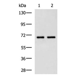 ITGB7 rabbit polyclonal antibody